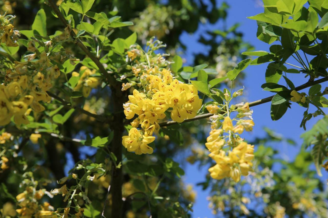 Pensiunea Palaghia จูรีลอฟกา ภายนอก รูปภาพ